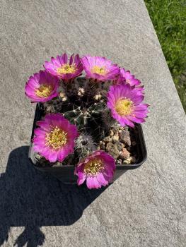 Echinocereus pulchellus v. acanthosetus